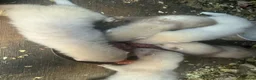 Ferret rodents for sale: Mixed Black Eyed Rare Ferrets CHESHIRE - Advert 2