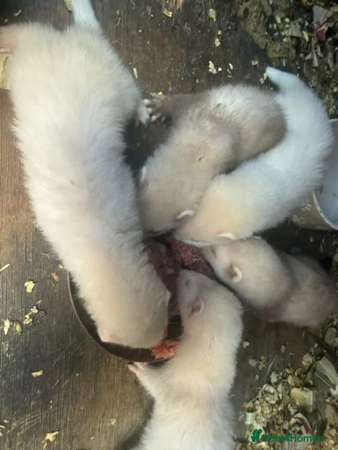 Ferret rodents for sale: Mixed Black Eyed Rare Ferrets CHESHIRE - Advert 2
