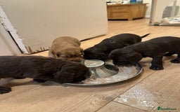 Cocker Spaniel dogs for sale: Cocker Spaniel Puppies- ready 17/12/25 - Advert 3