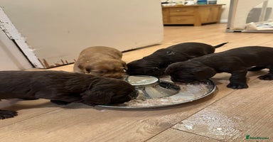 Cocker Spaniel dogs Cocker Spaniel Puppies- ready 17/12/25 - Advert 4