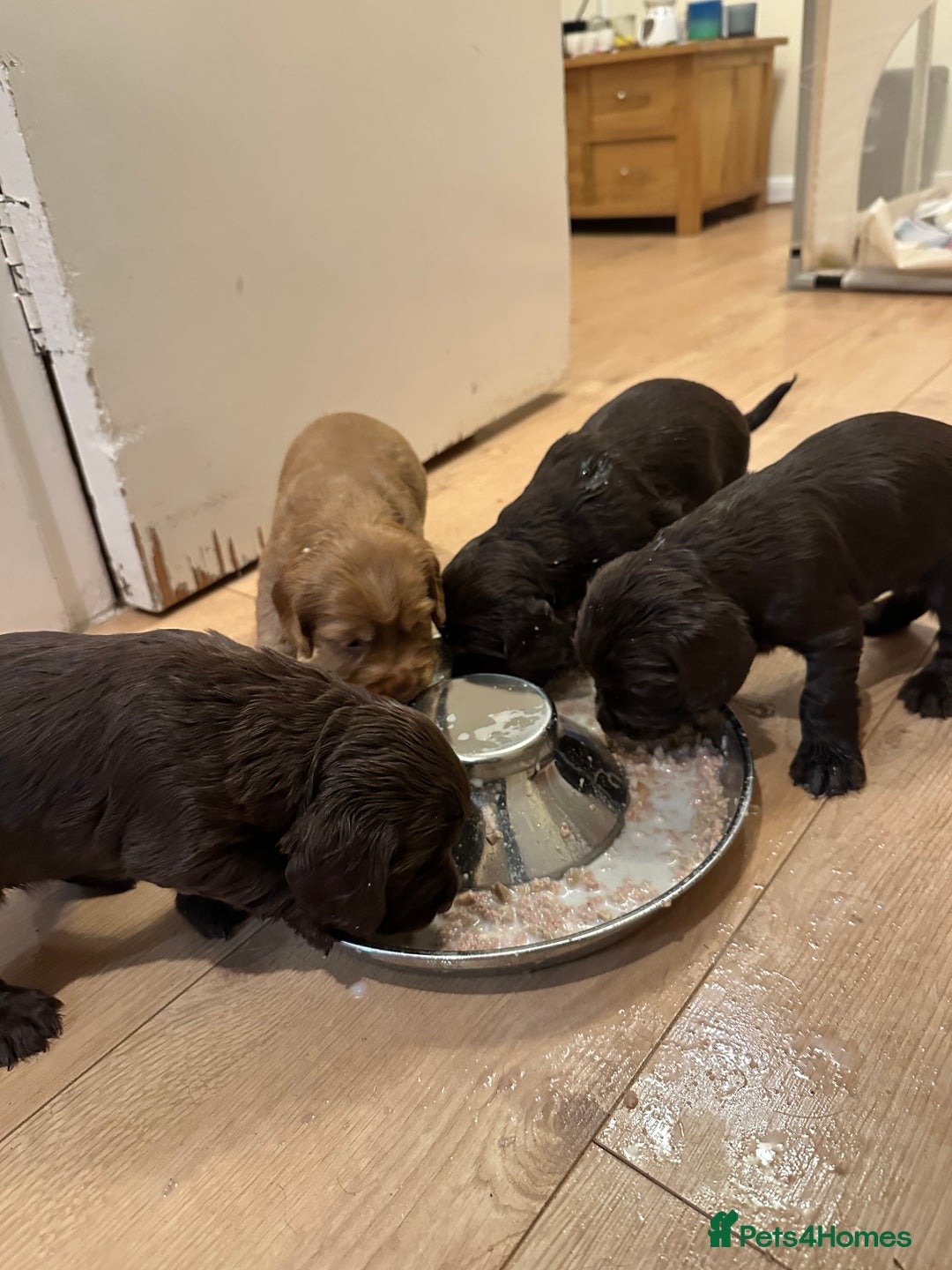 Cocker Spaniel dogs for sale: Cocker Spaniel Puppies- ready 17/12/25 - Advert 3