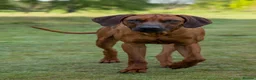 Rhodesian Ridgeback dogs for sale: KC Rhodesian Ridgebacks - Advert 16