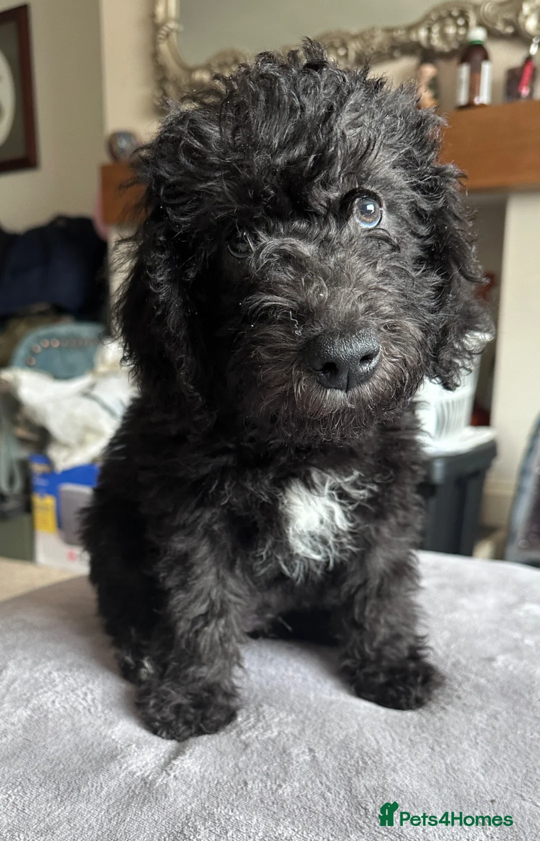 Bedlington Terrier dogs for sale: Exceptional KC Registered Bedlington Terrier puppy - Advert 1