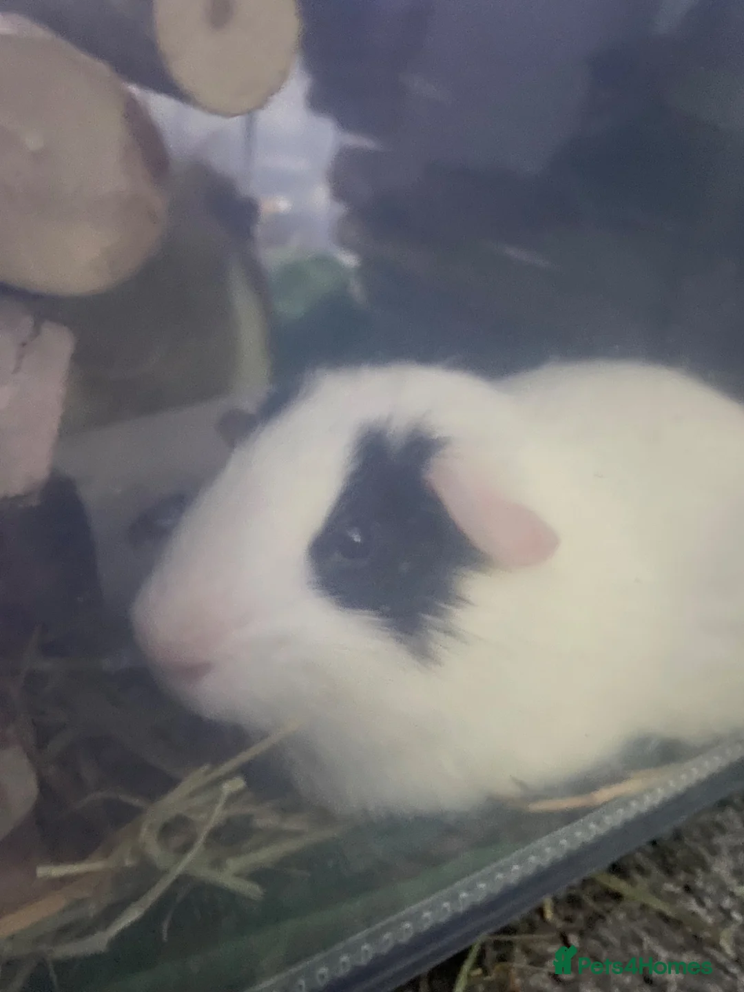Guinea Pig rodents for sale: two boys guinea pigs  in Kenilworth - Advert 3