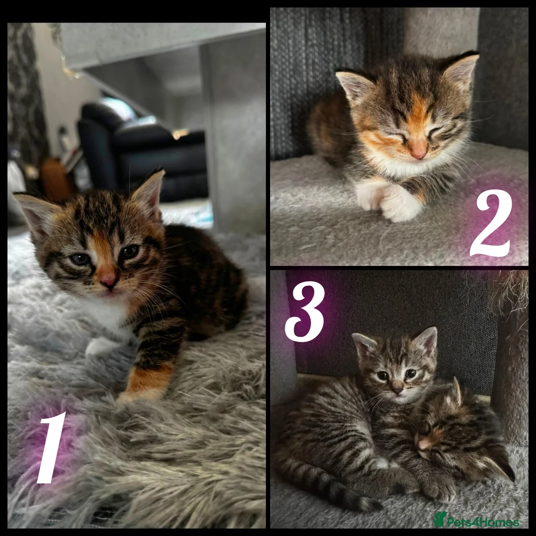Ragdoll cats for sale: Ragdoll x Tabby Mix Kittens - Advert 1