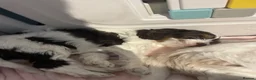 Cavapoo dogs for sale: BEAUTIFUL FULLY HT F1 Cavapoo’s choc carriers  - Advert 5