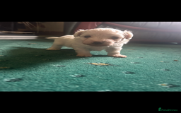 Mixed Breed dogs for sale: Gorgeous Bichon Frise x Maltese Puppies - Image 5