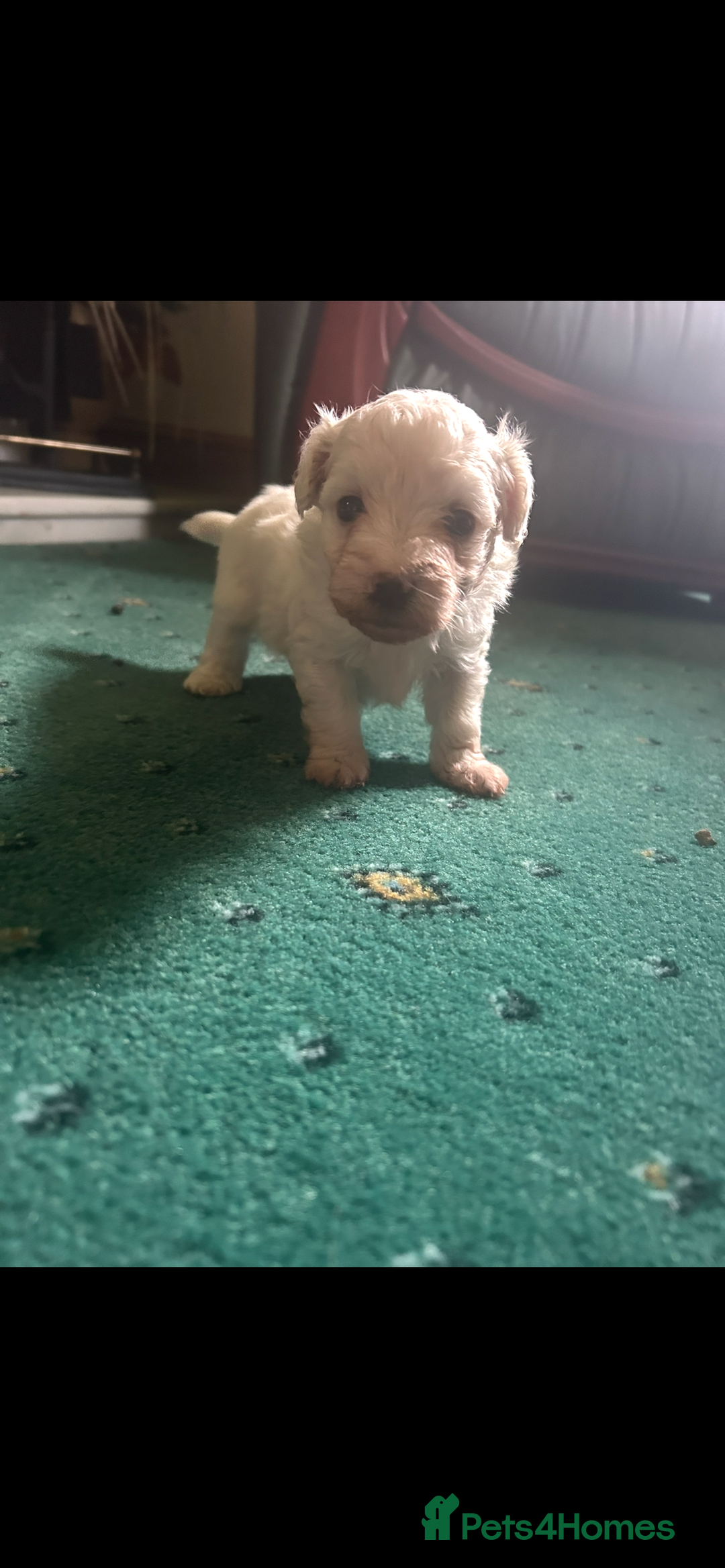 Mixed Breed dogs for sale: Gorgeous Bichon Frise x Maltese Puppies - Image 5