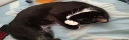 Domestic Shorthair cats for sale: Boo and cookie in Middlesbrough - Advert 5