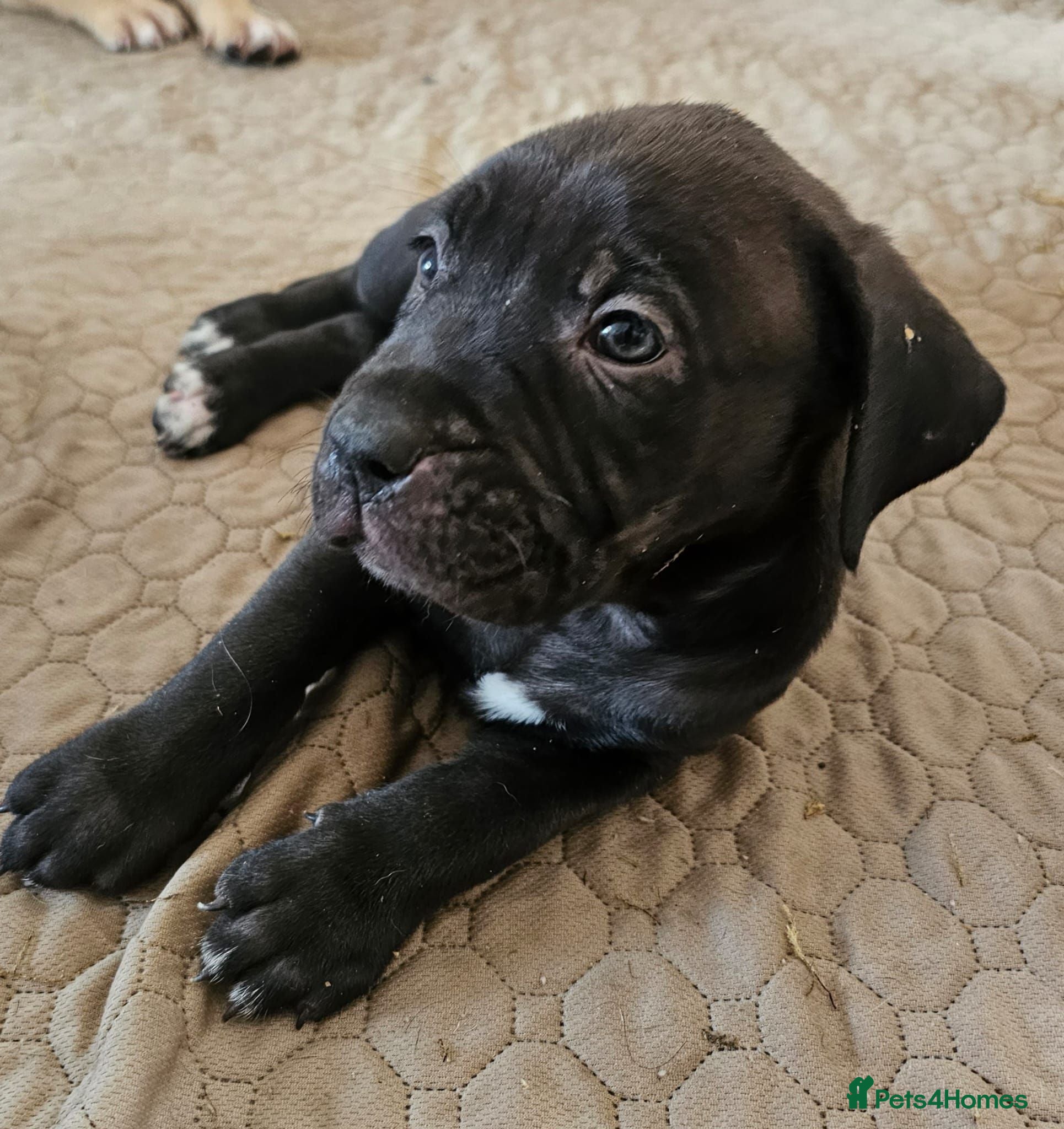 Mixed Breed dogs Bullmastiff cross cane corso - Advert 14