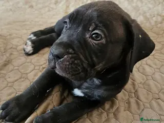 Mixed Breed dogs Bullmastiff cross cane corso - Advert 14