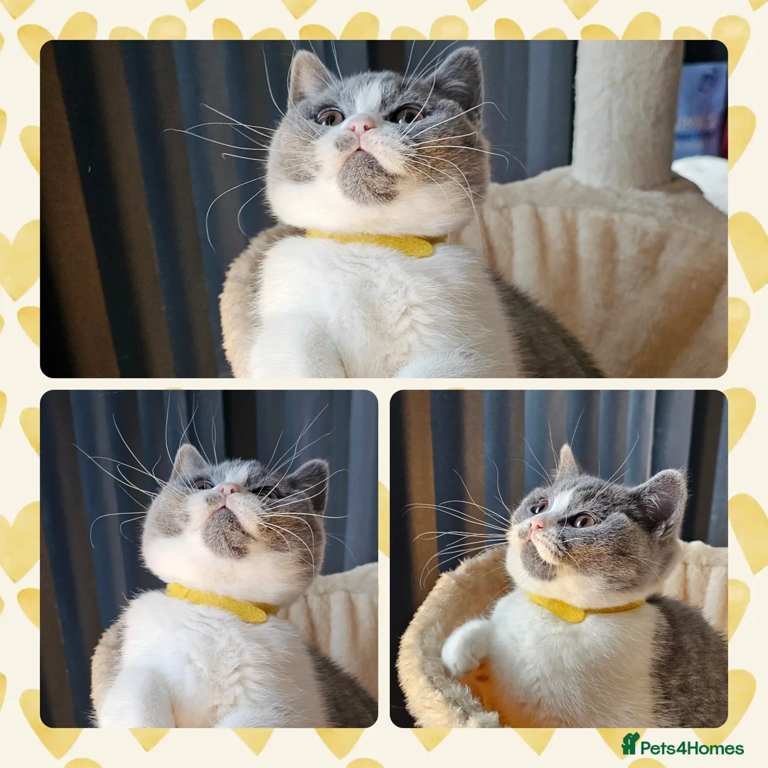 British Shorthair cats for sale: 4 perfect british shorthair kittens  - Advert 1