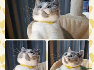 British Shorthair cats 4 perfect british shorthair kittens - Advert 17