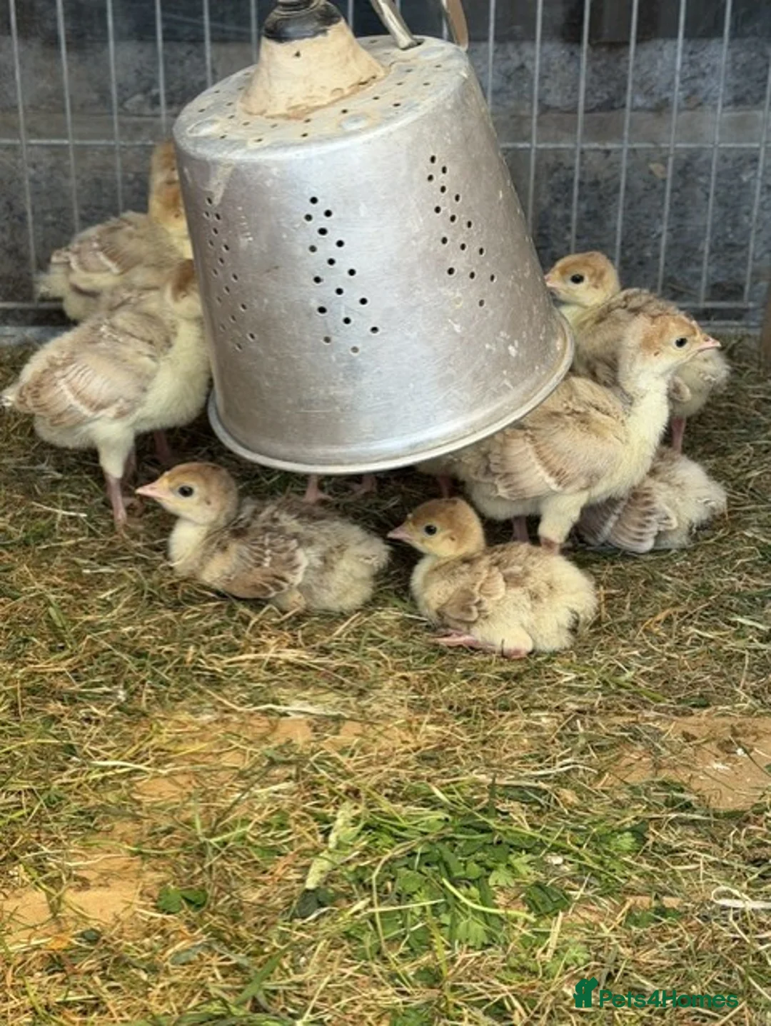 Turkeys poultry for sale: Bourbon Red Turkey Stag and 3 Hens in Maldon - Advert 2