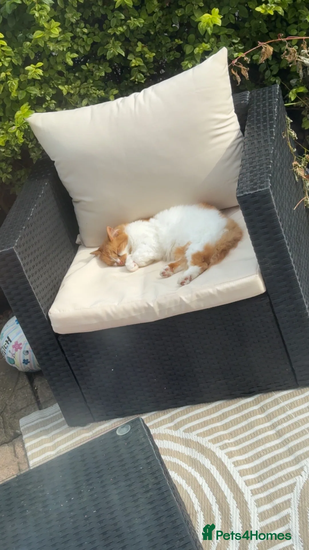 Mixed Breed cats for sale: Female cat looking for forever home - Advert 1