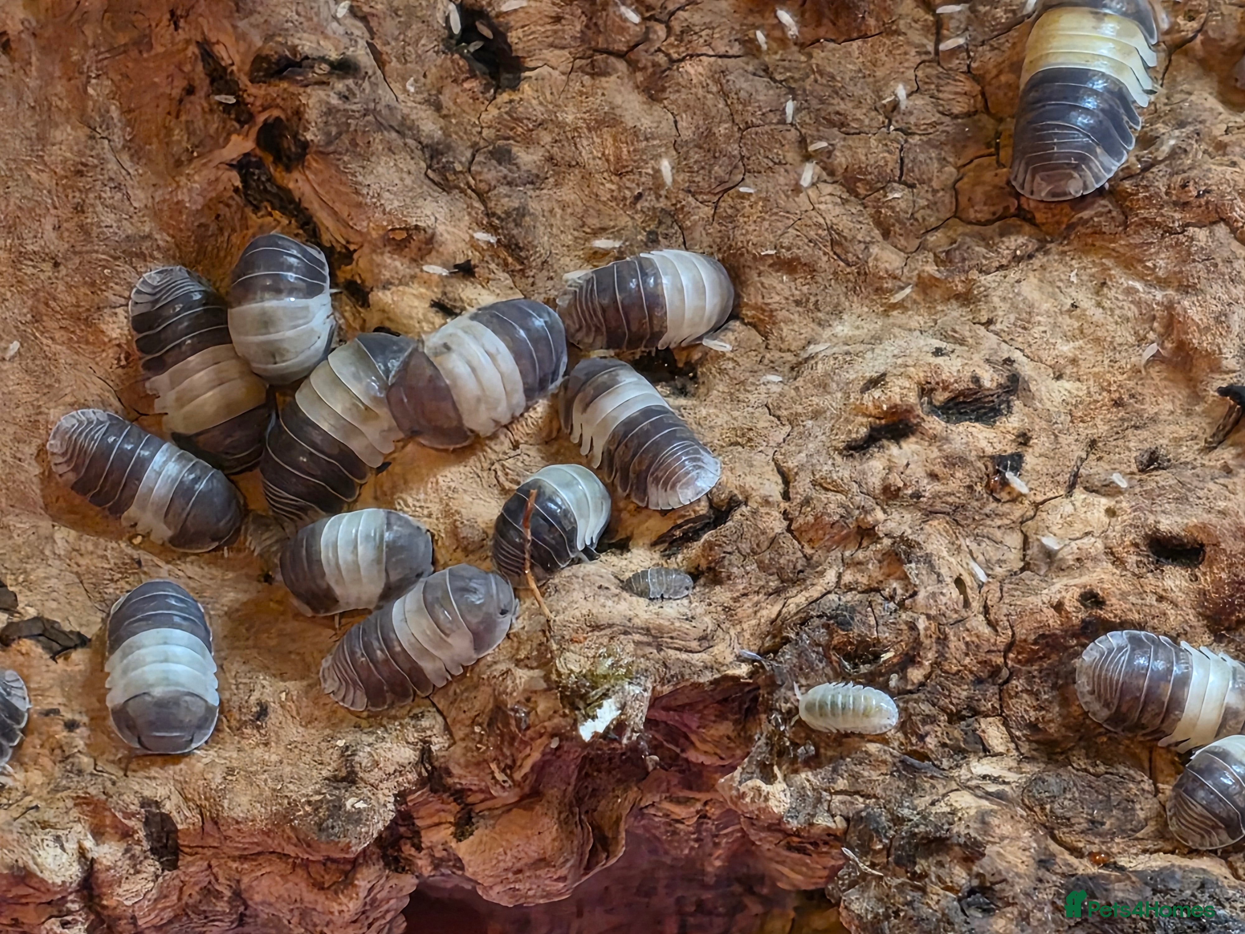 Mixed Breed invertebrates Isopods for sale! Pets and clean up crew  - Advert 3