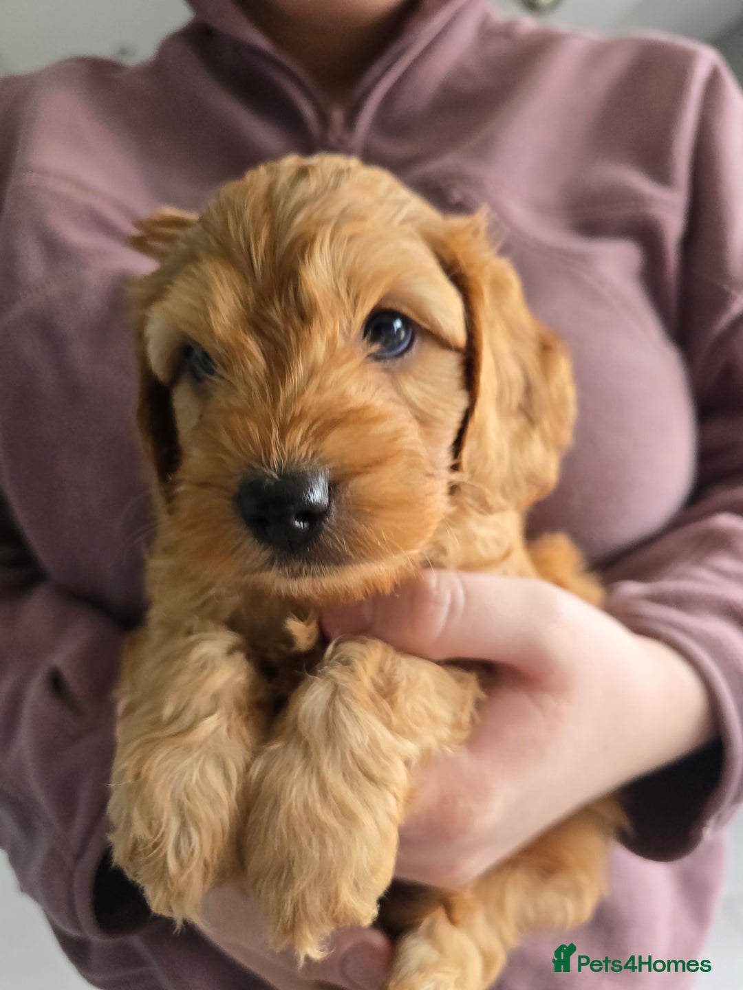 Cockapoo dogs for sale: F1B Red Cockapoo Pups - Image 14