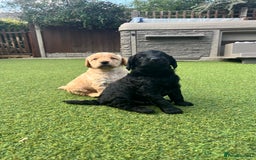 Labradoodle dogs for sale: Gorgeous Litter of F1 Labradoodle Puppies  in Lydbury North - Image 9
