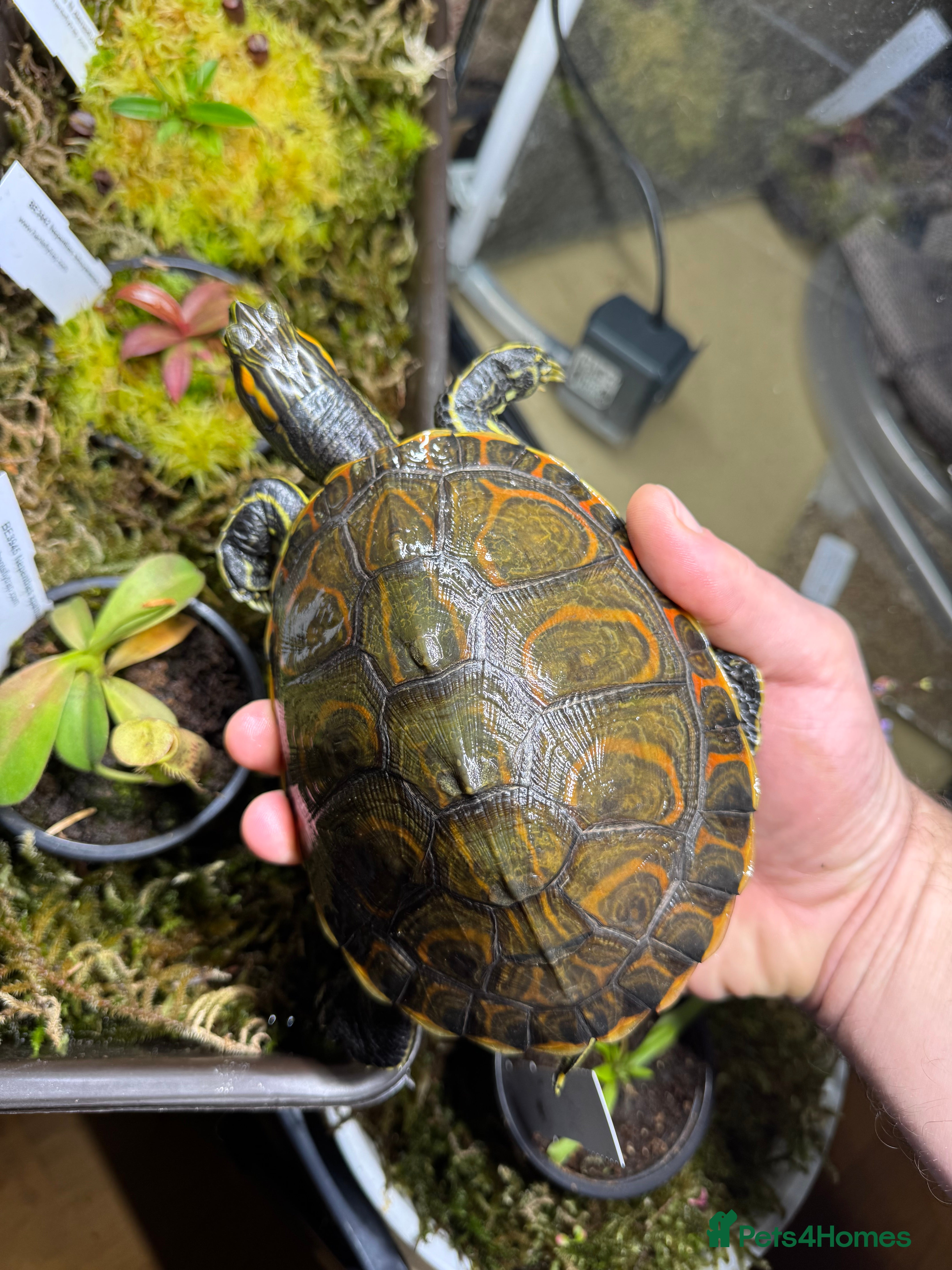 Turtle reptiles Nicaraguan slider trio - Advert 14