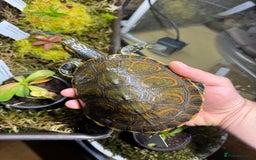 Turtle reptiles for sale: Nicaraguan slider trio - Image 1