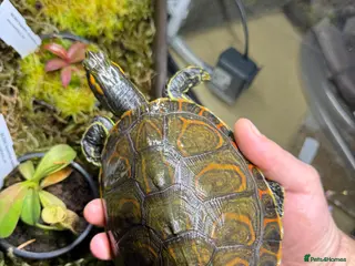 Turtle reptiles Nicaraguan sliders, grown on (3 available) - Advert 18