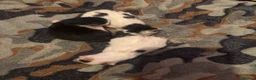 Mixed Breed cats for sale: Beautiful litter of kittens - Advert 2