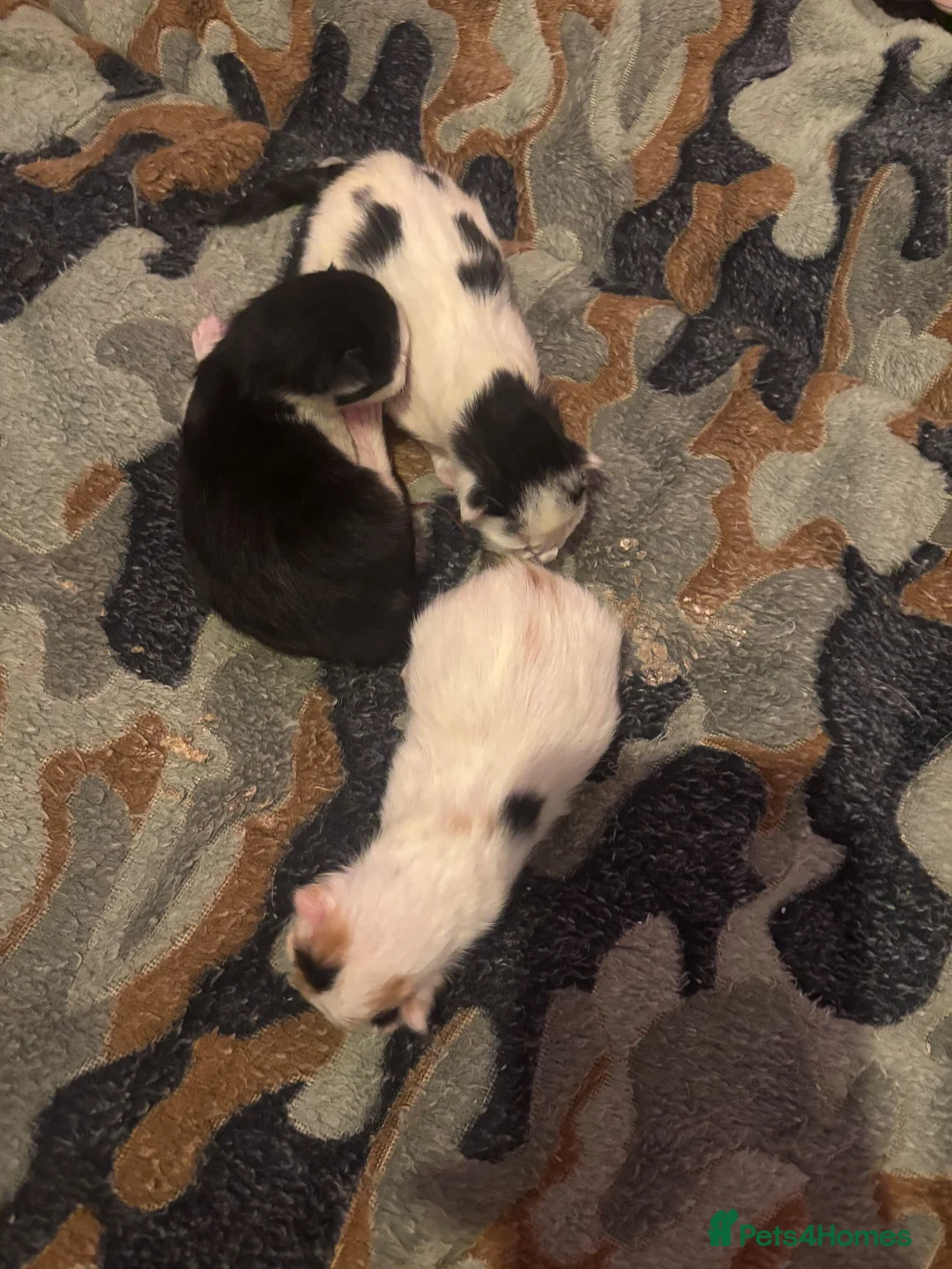Mixed Breed cats for sale: Beautiful litter of kittens - Advert 2
