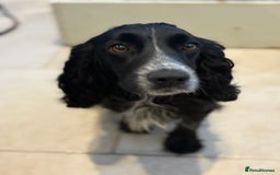 Cocker Spaniel dogs for sale: KC Registered Cocker Spaniels x5 - Image 4