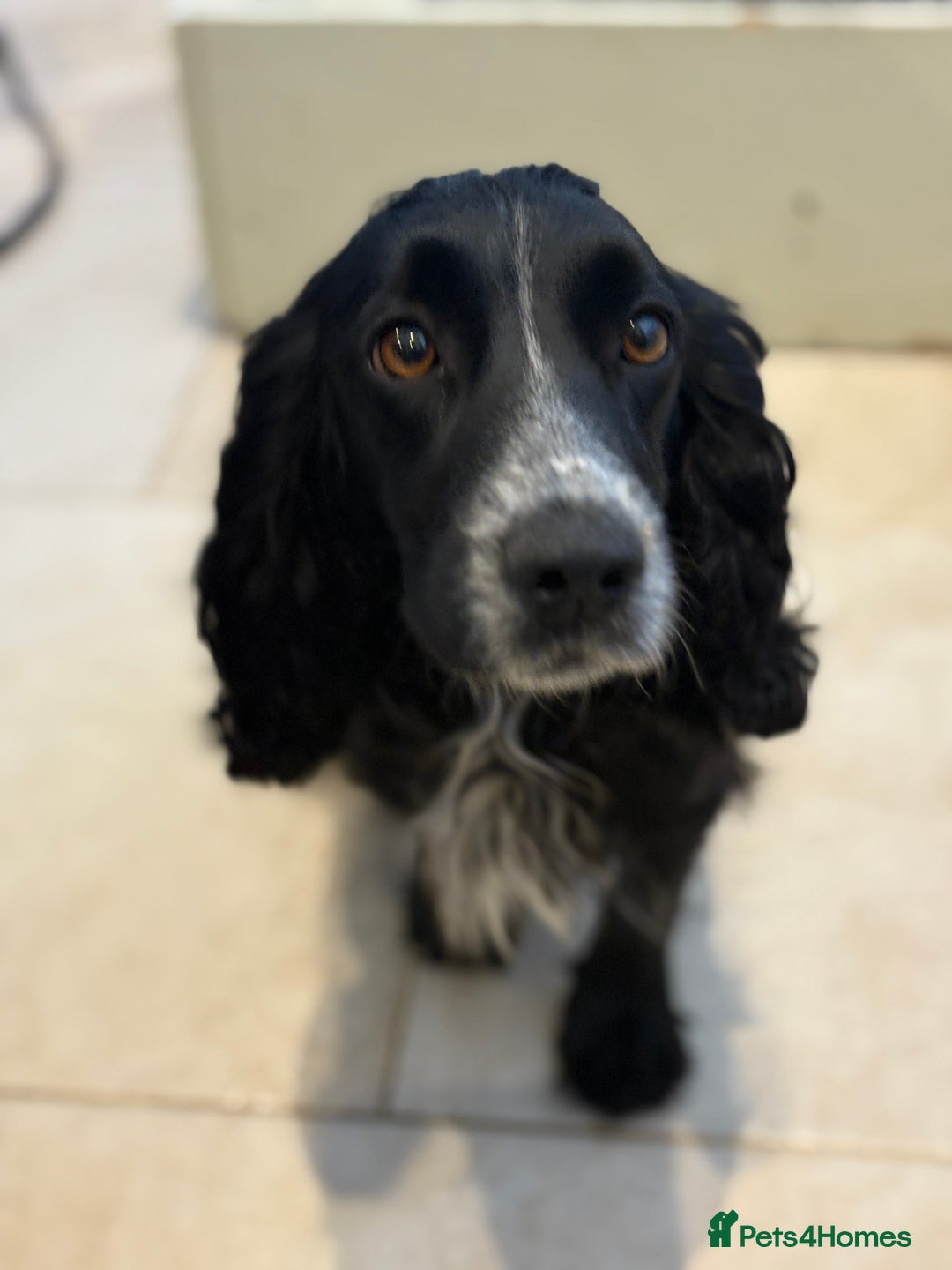 Cocker Spaniel dogs for sale: KC Registered Cocker Spaniels x5 - Image 4