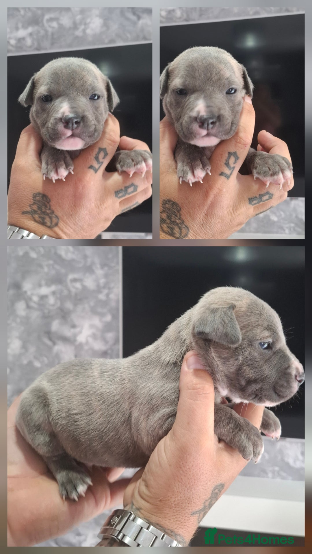 Staffordshire Bull Terrier dogs for sale: 7 Beautiful Staffordshire bull terrier puppies  - Image 7
