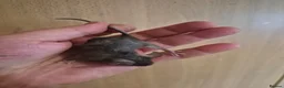 Mouse rodents for sale: Cute Male Fancy Mice - Advert 6
