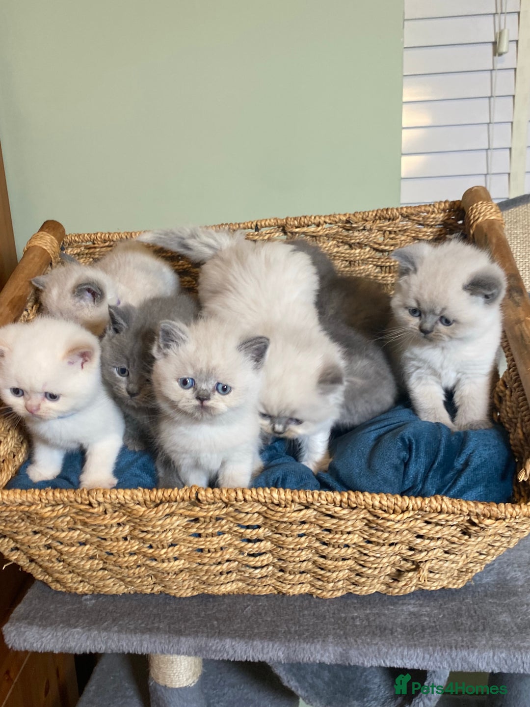 British Shorthair cats for stud: Meet Leo, Active Registered GCCF BHS Stud in Clitheroe - Advert 23