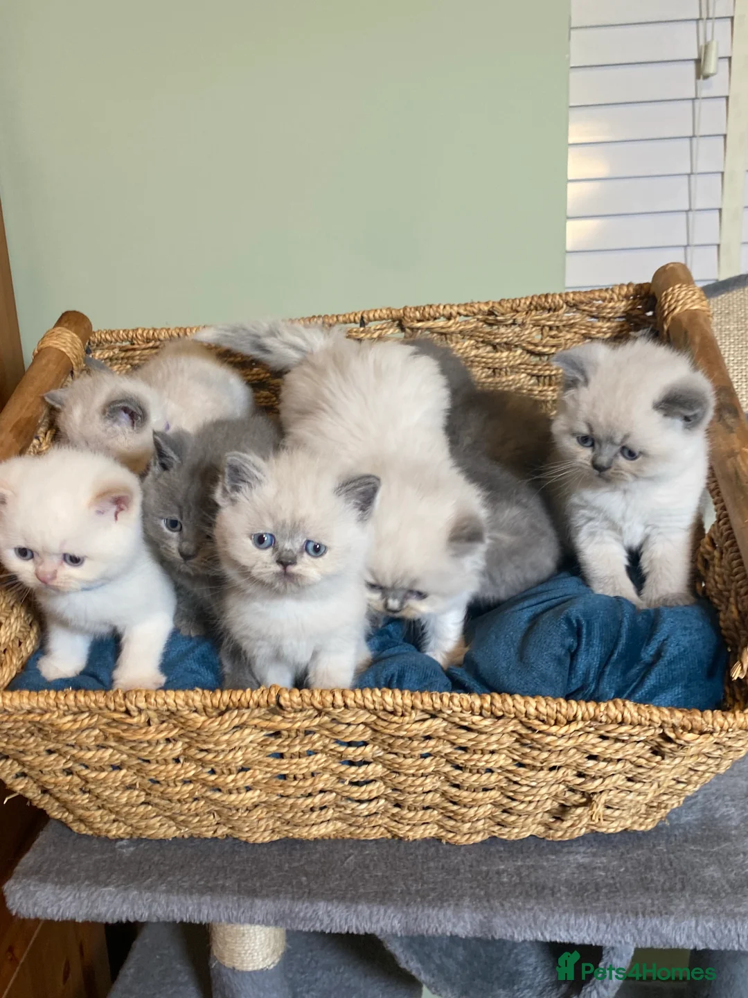 British Shorthair cats for stud: Meet Leo, Active Registered GCCF BHS Stud in Clitheroe - Advert 23