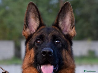 German Shepherd dogs Gorgeous German Shepherd Female for loving home - Advert 2