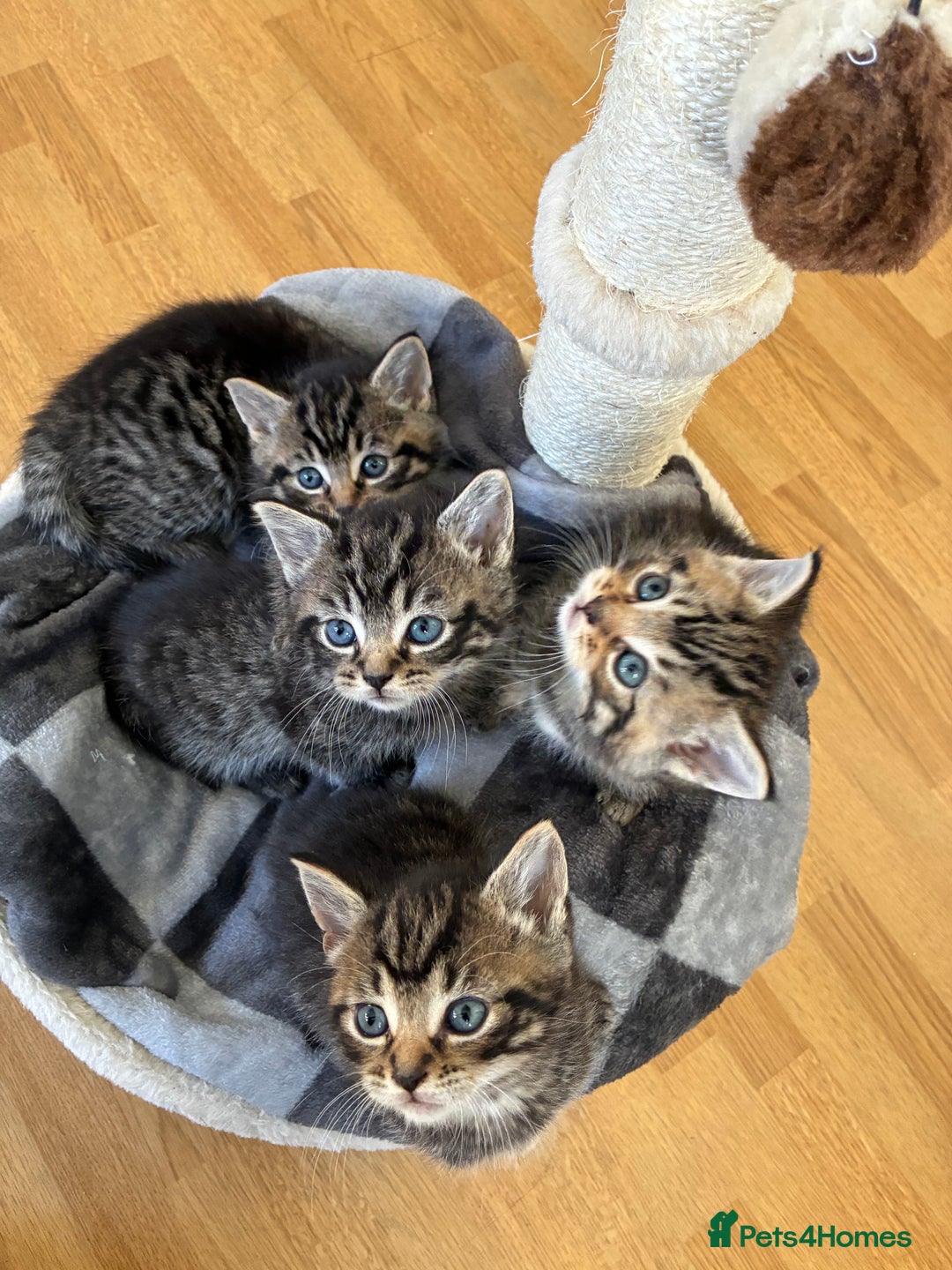 Domestic Shorthair cats for sale: Adorable kitten for sale  - Advert 13