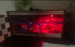 Leopard Gecko reptiles for sale: Leopard gecko and viv  - Image 6