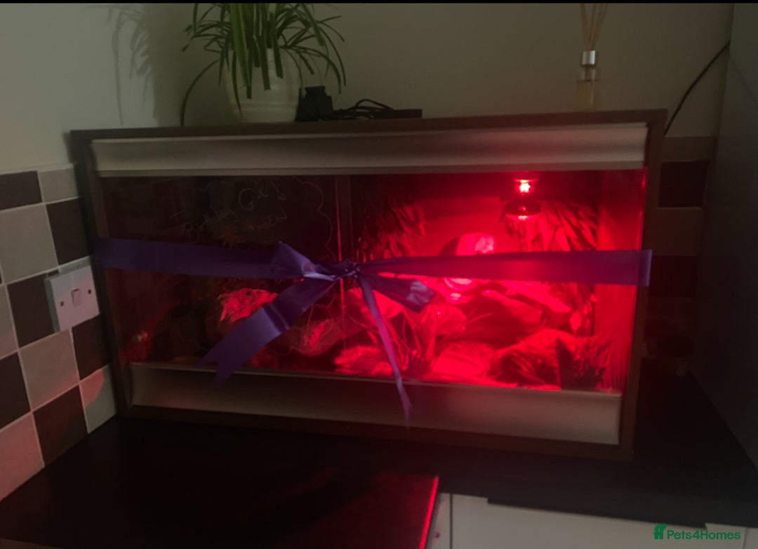Leopard Gecko reptiles for sale: Leopard gecko and viv  - Image 6