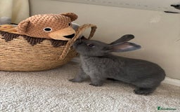 Mini Lop rabbits for sale: X2 bonded rabbits and hutch & cage - Image 6