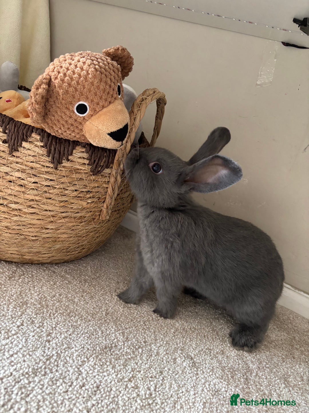 Mini Lop rabbits for sale: X2 bonded rabbits and hutch & cage - Image 6