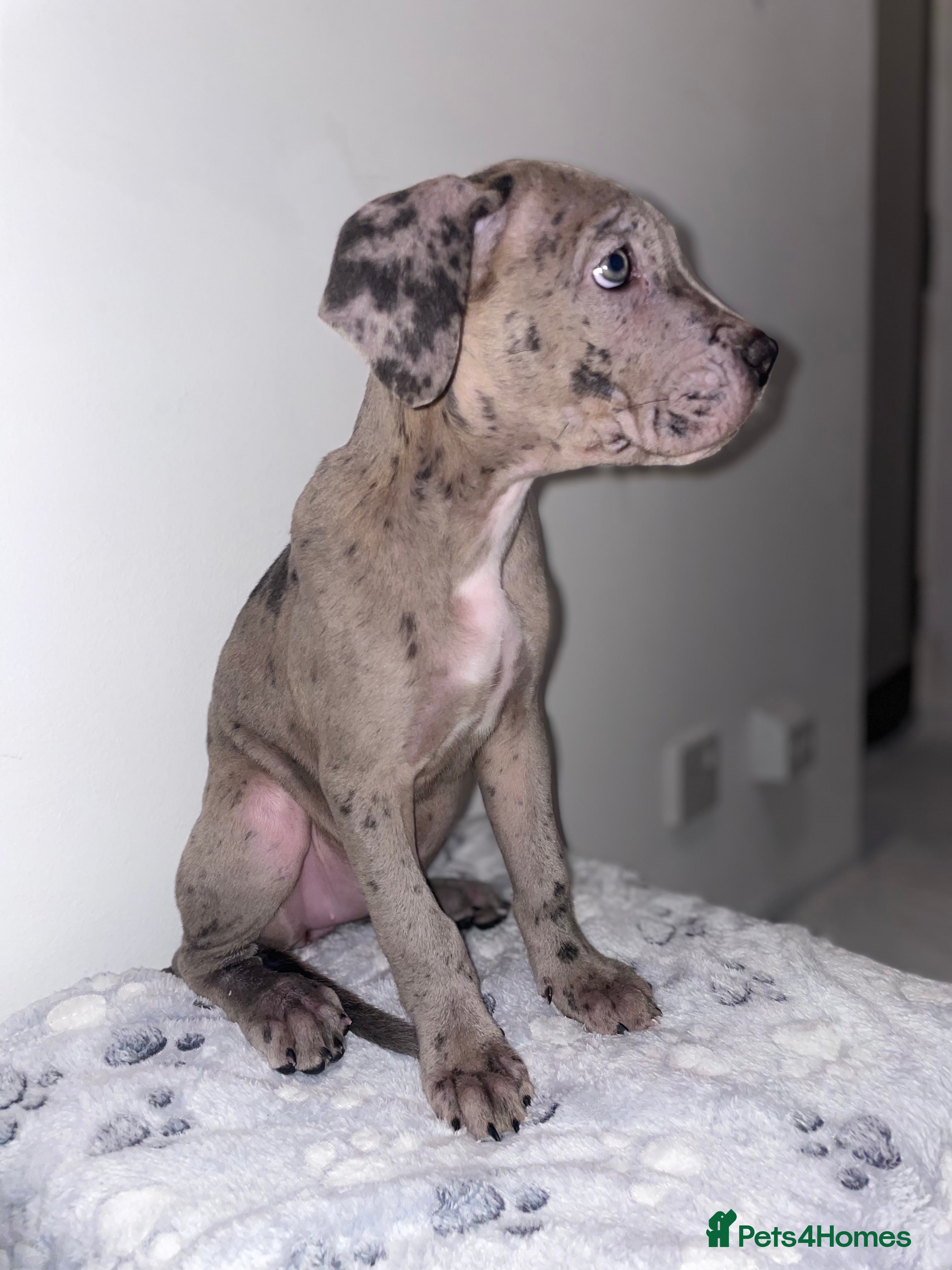 Cane Corso dogs Merle Cane Corso Puppy - Advert 6