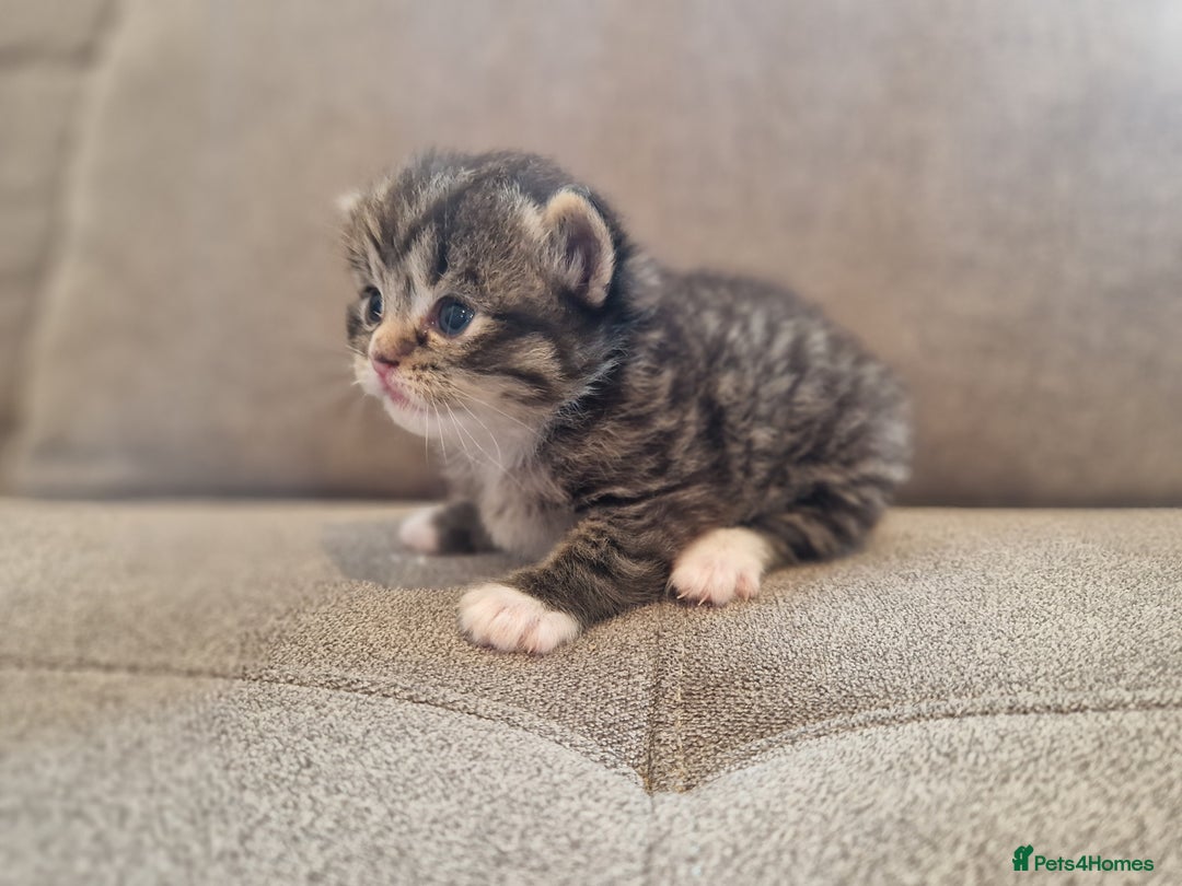 Mixed Breed cats for sale: Ragdoll x kittens x 2  - Image 3
