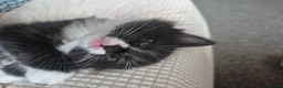 Mixed Breed cats for sale: 3 black and white tuxedo kittens, 2 male 1 female - Advert 27