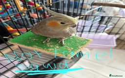 Cockatiels birds for sale: Two female cockatiels. Roughly a year old each - Image 2