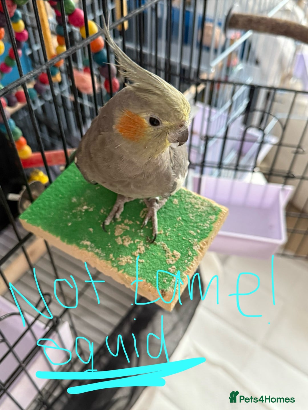Cockatiels birds for sale: Two female cockatiels. Roughly a year old each - Image 2
