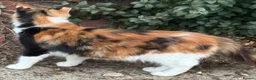 Maine Coon cats for sale: Maine coon x turkish van  in Romford - Advert 8