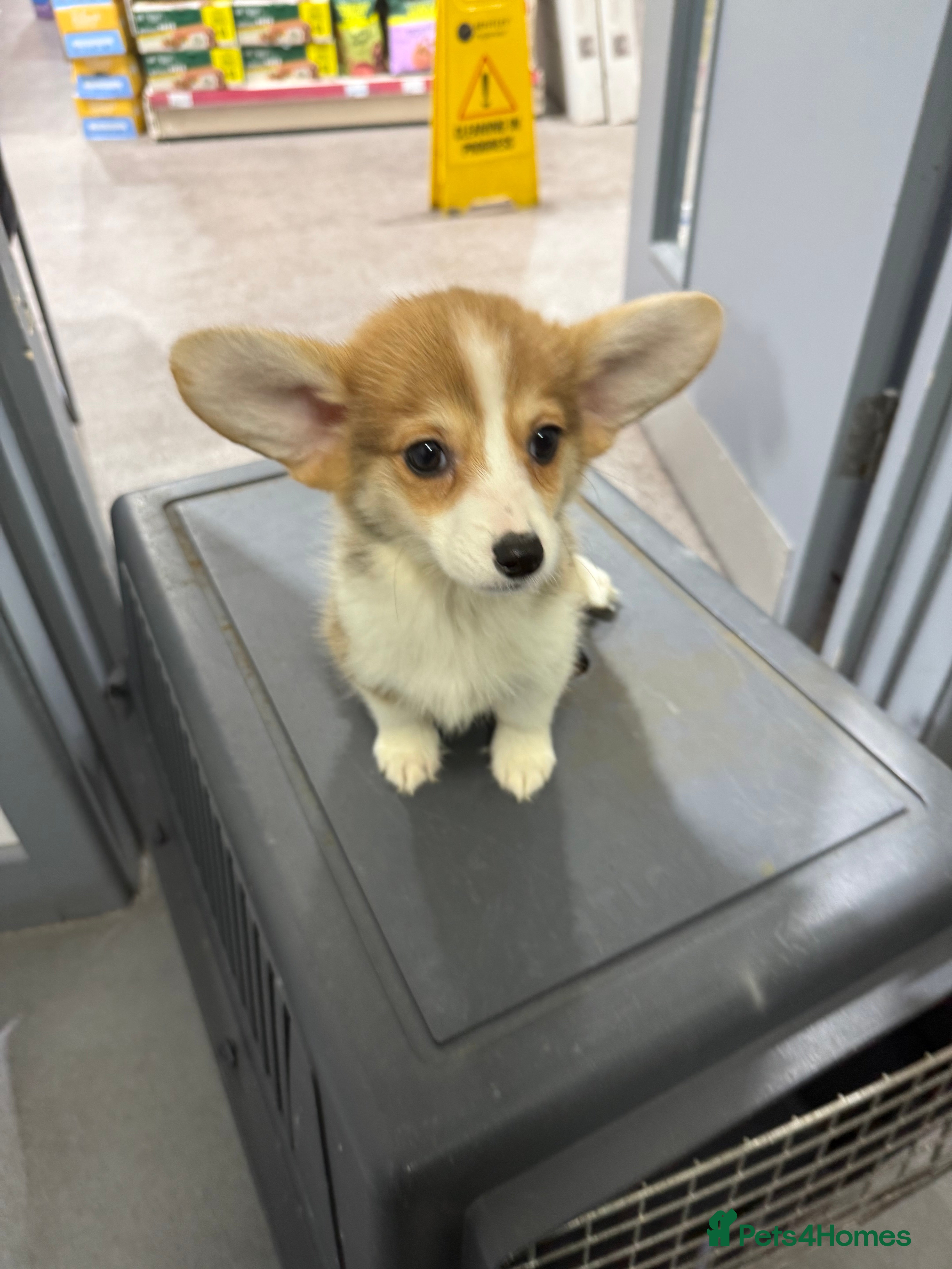 Welsh Corgi Pembroke dogs Kc reg Pembroke corgi babies available  - Advert 1