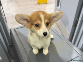 Welsh Corgi Pembroke dogs Kc reg Pembroke corgi babies available - Advert 2