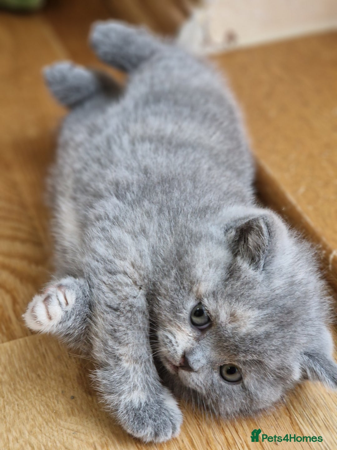 Scottish Fold cats for sale: Scottish fold, straight girls, boys, lilac blue  - Advert 5
