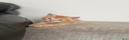 Mixed Breed cats for sale: 2 kittens  in Havant - Advert 8