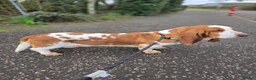 Mixed Breed dogs for sale: KC Basset Hound x KC German Shorthaired Pointer  - Advert 18
